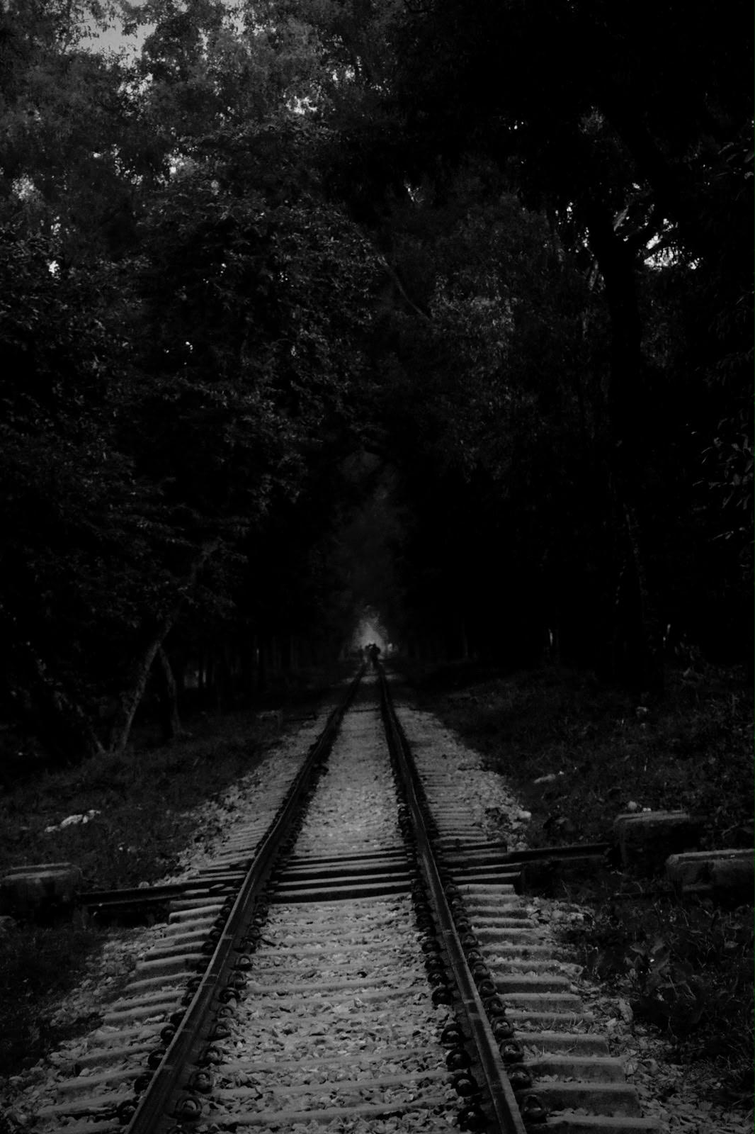 Railway tracks disappearing into a forest